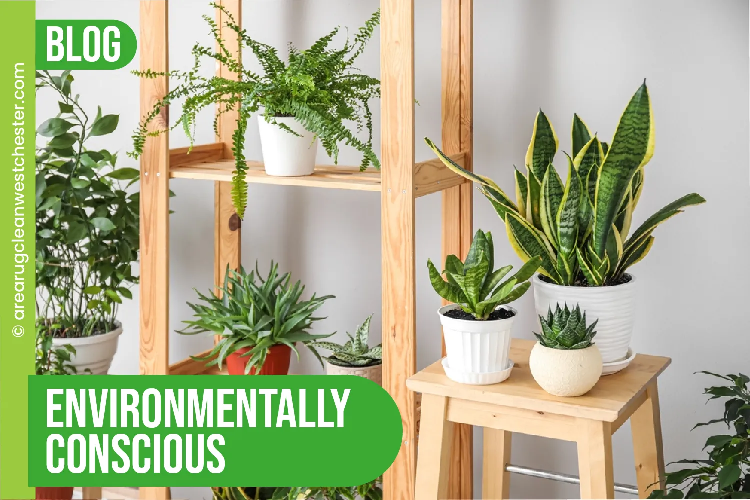 carpet cleaning in westchester, carpet cleaning westchester, carpet cleaners in westchester, carpet cleaners in westchester, commercial carpet cleaning, commercial carpet cleaning in westchester, westchester rug cleaners, rug cleaning services in westchester, same day carpet cleaning, same day rug cleaning in westchester