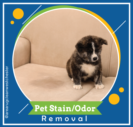 carpet cleaning in westchester, carpet cleaning westchester, carpet cleaners in westchester, carpet cleaners in westchester, commercial carpet cleaning, commercial carpet cleaning in westchester, westchester rug cleaners, rug cleaning services in westchester, same day carpet cleaning, same day rug cleaning in westchester